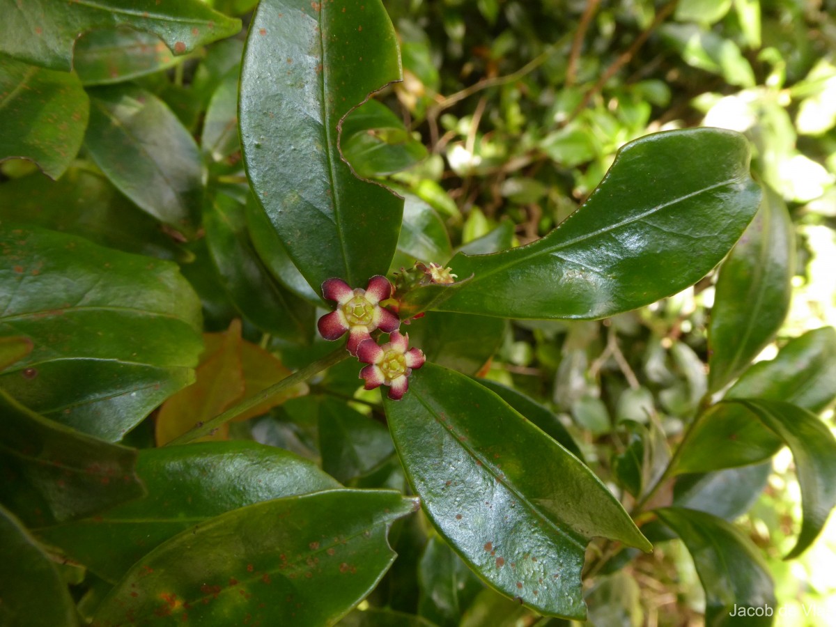 Euonymus dichotomus B.Heyne ex Wall.